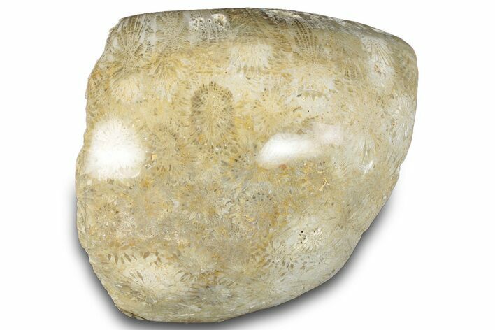 Polished Fossil Coral Head - Indonesia #293832